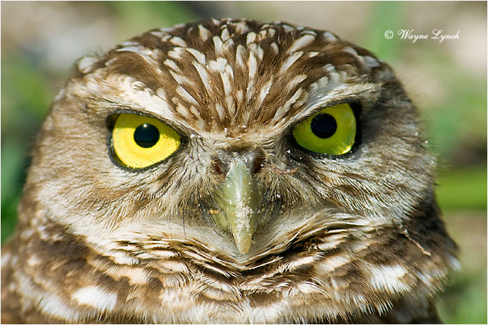 Florida Burrowing Owl 119 by Dr. Wayne Lynch ©
